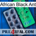 African Black Ant new04